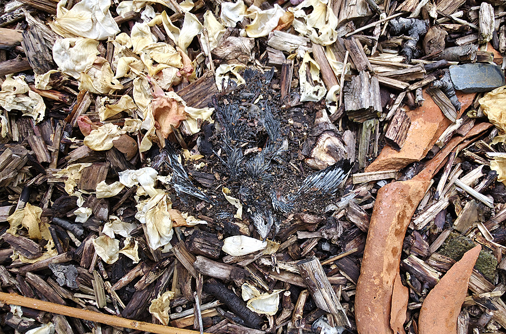toter Jungvogel